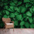 Papel De Parede Personalizado Jardim Vertical Green Leaves