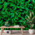 Papel De Parede Personalizado Jardim Vertical Folhas Verdes