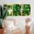 Kit Quadro Decorativo Costela de Adão Tropical