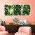 Kit Quadro Decorativo Costela de Adão Tropical